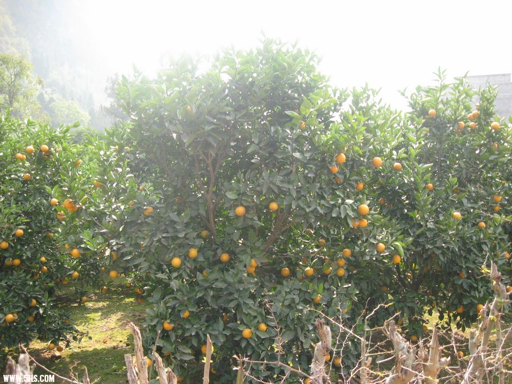 Ƭ 038().jpg