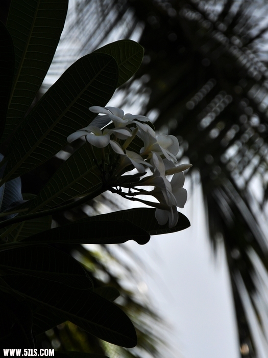 DSC_0034-1.jpg