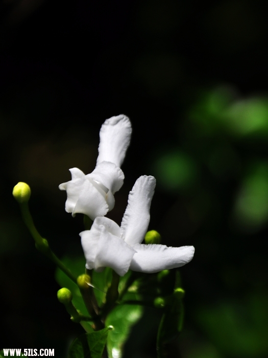 DSC_0121-1.jpg