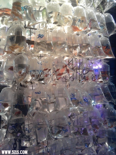 Ƭ0432.jpg