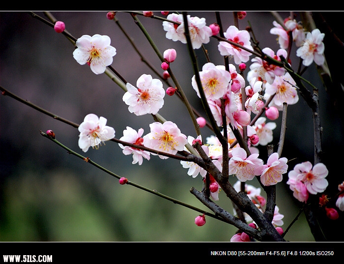 DSC_0003a.jpg