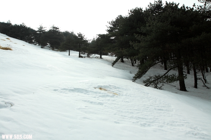 ls004.JPG
