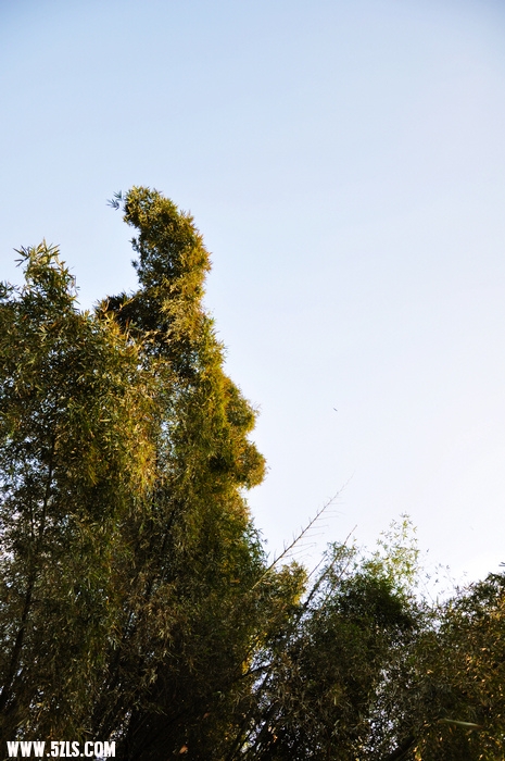 DSC_0518-1.jpg