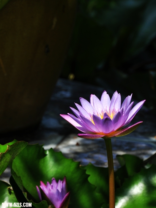 DSC_0320-1.jpg