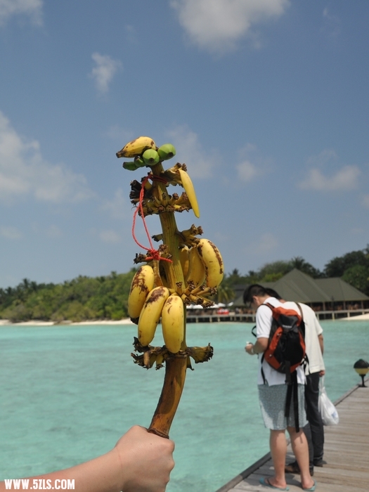 DSC_0381-1.jpg