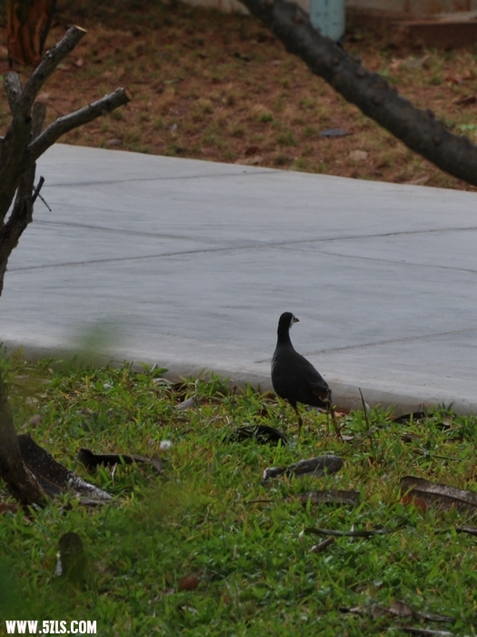 DSC_0458-1.jpg