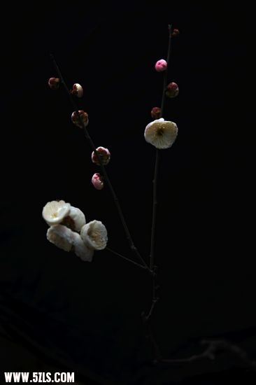 ÷ 029.jpg