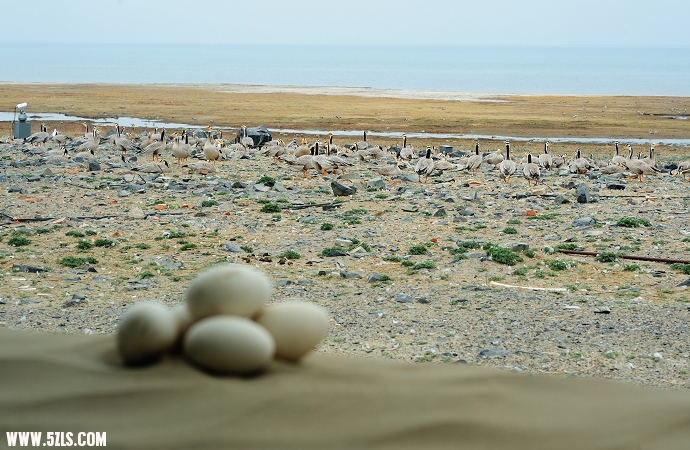 DSC_8379.jpg