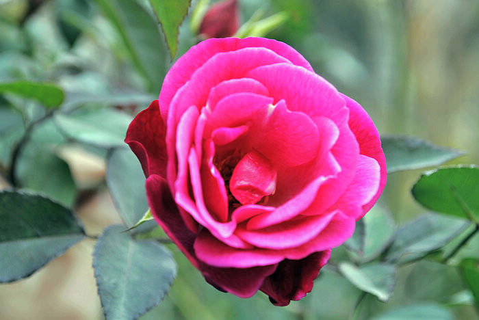 nEO_IMG__DSC7555.jpg