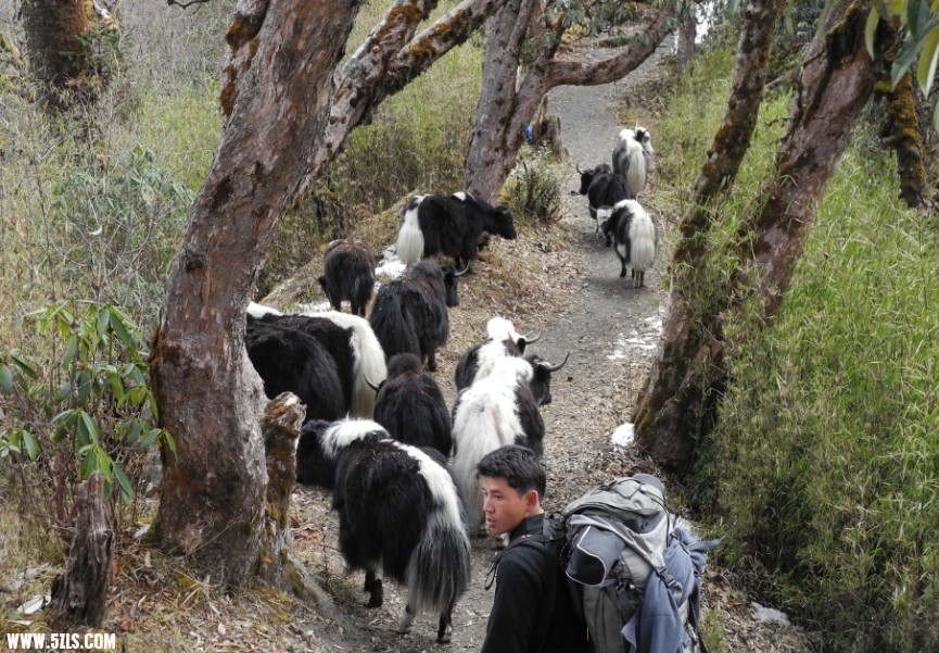 nepal20.jpg