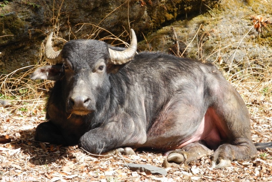 nepal22.jpg