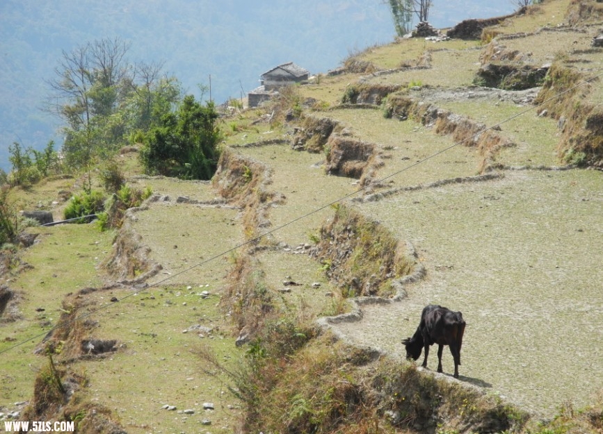 nepal27.jpg