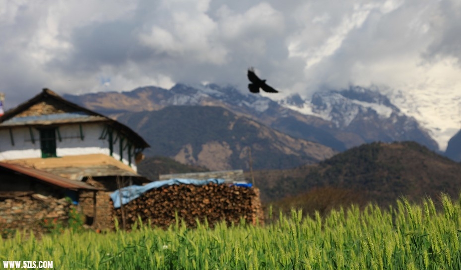 nepal36.jpg