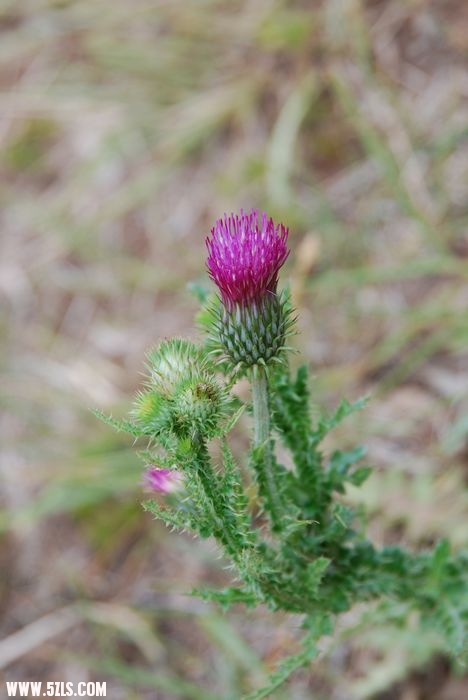 DSC_0664.jpg