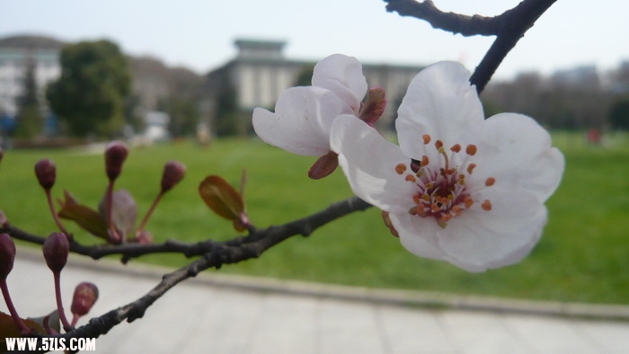 P1100409.jpg