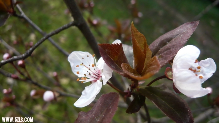 P1100433.jpg