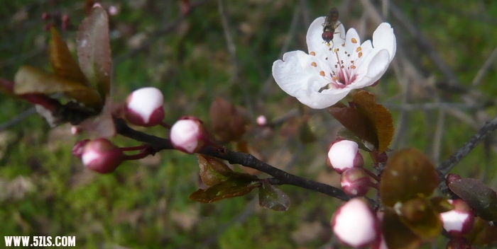 P1100441.jpg