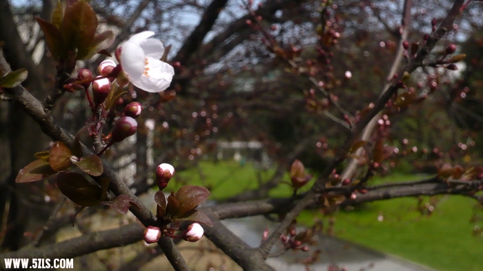 P1100464.jpg