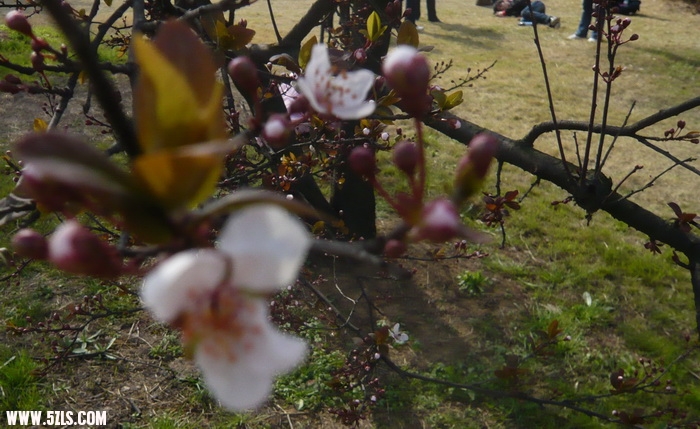 P1100481.jpg