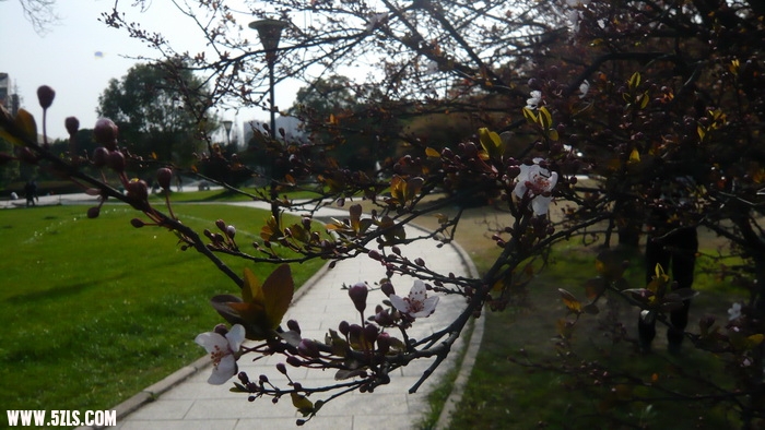 P1100484.jpg