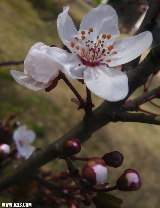 P1100487.jpg