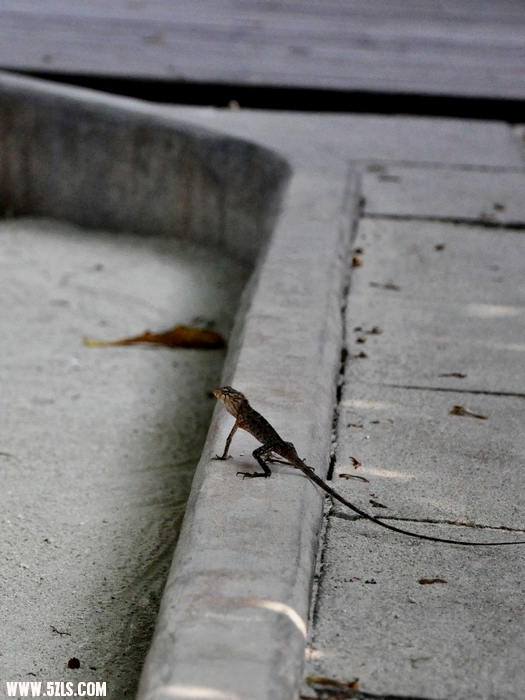 DSC_0513-1.jpg