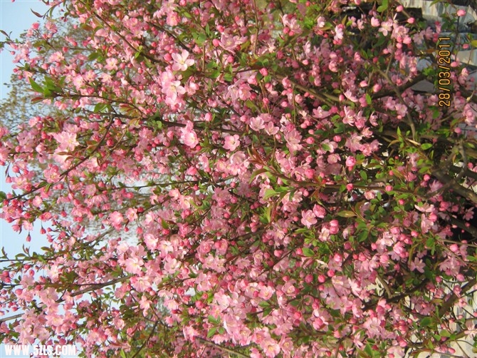 樱花