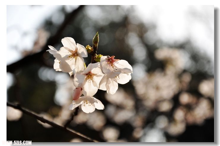 Ƭ 0131.jpg