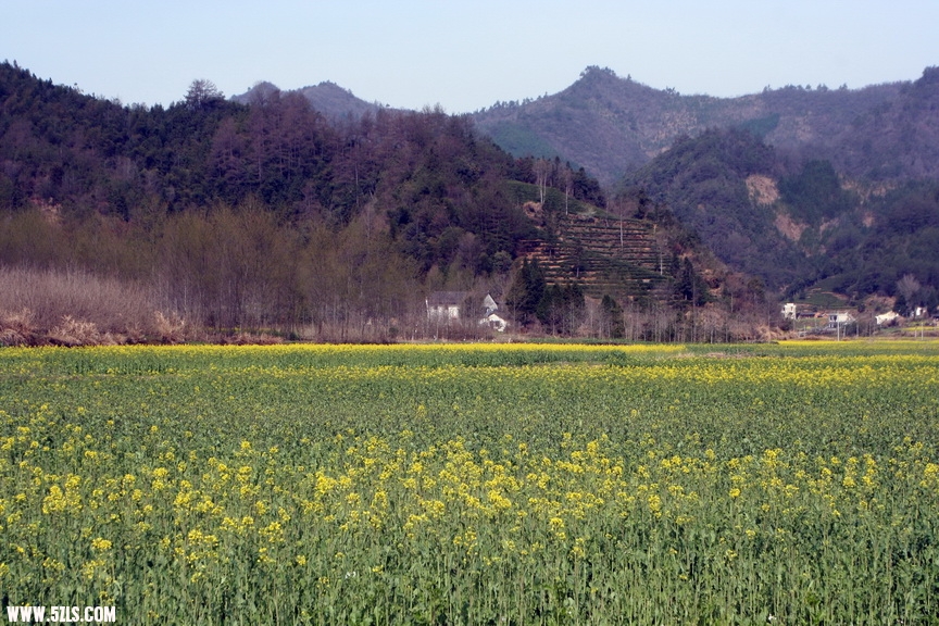 柯村