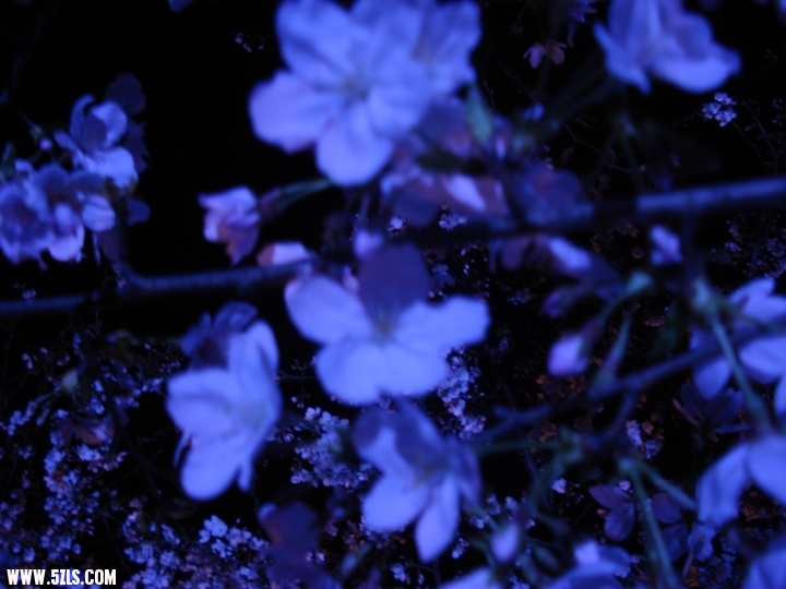 p_large_0Yko_560c00044a855c44.jpg