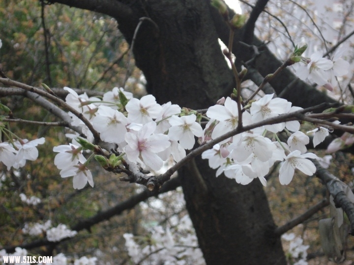 p_large_aGQA_0c8e0002cd305c40.jpg
