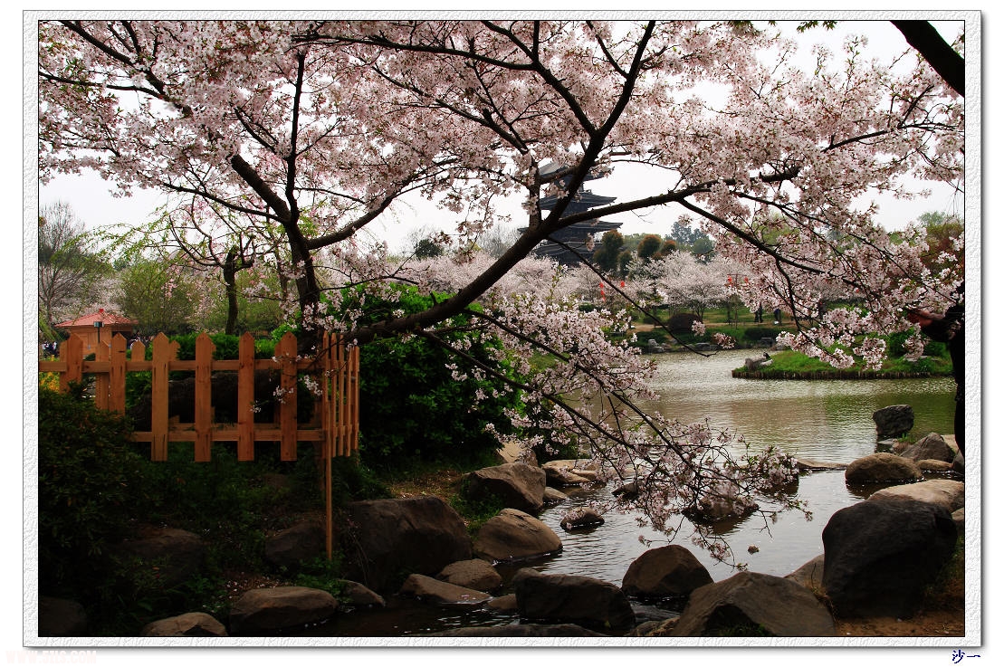 这种樱花名叫染井吉野