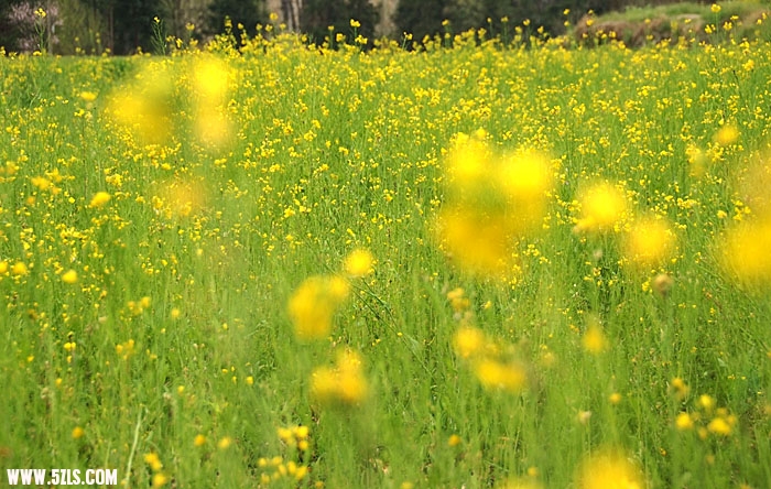 DSCF7855.jpg