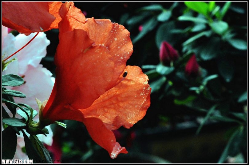 DSC_1000.jpg