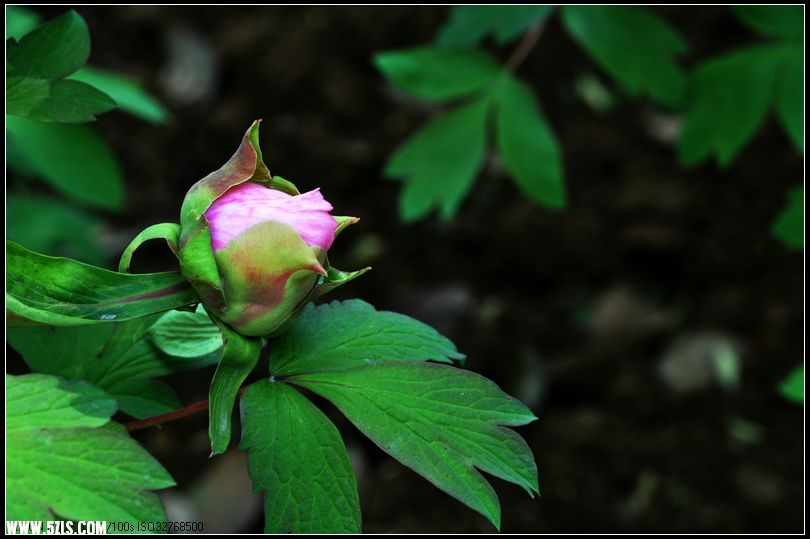 DSC_1350_.jpg