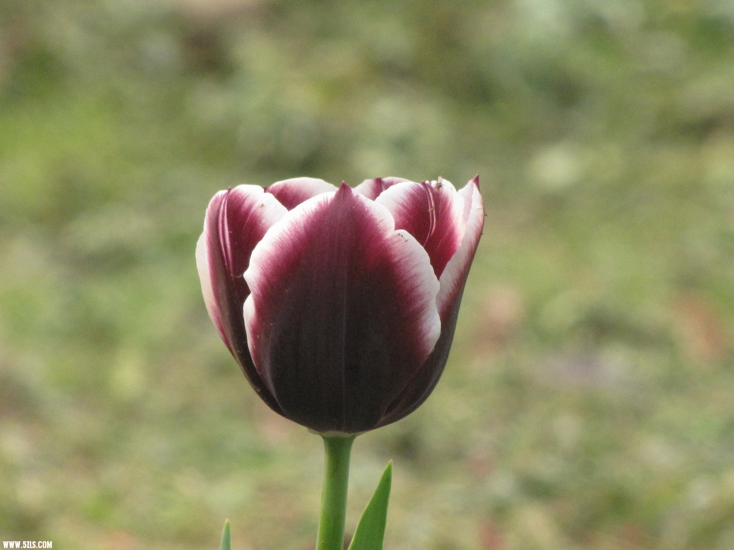 IMG_3744.JPG