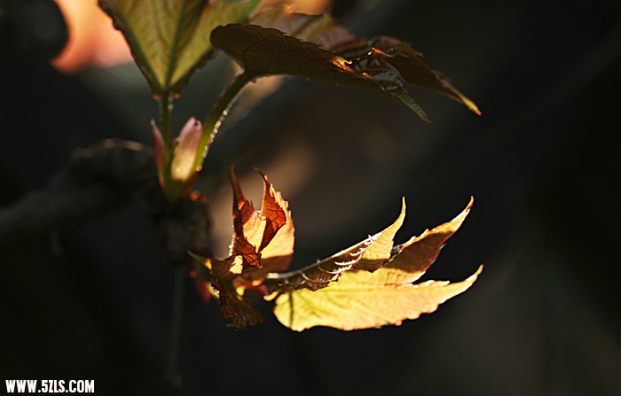 IMG_9594.jpg