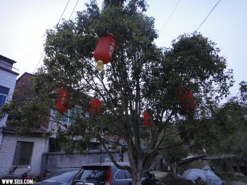 酒店门前的桂花树