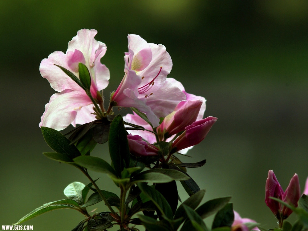 IMGP0810.jpg