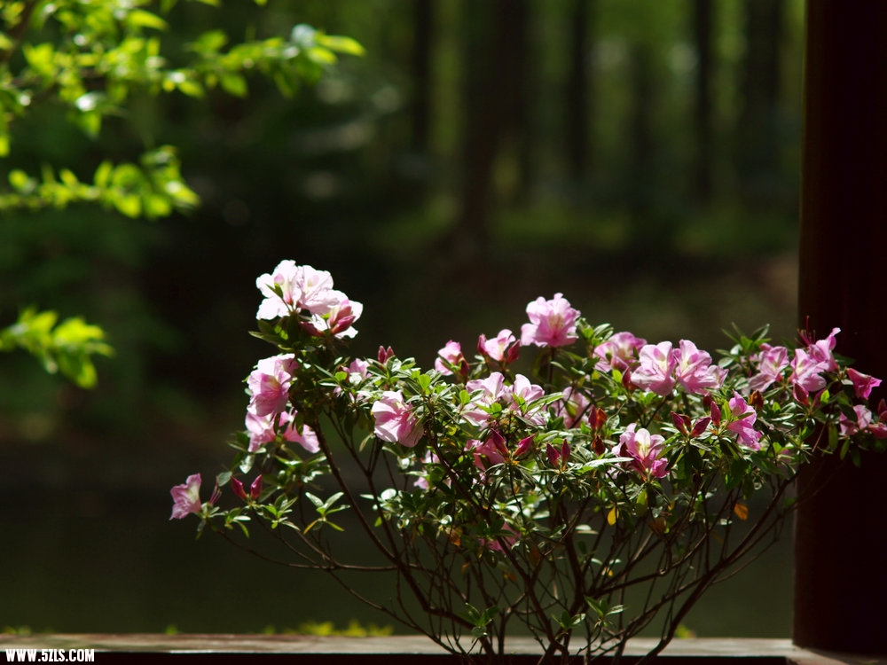 IMGP0811.jpg