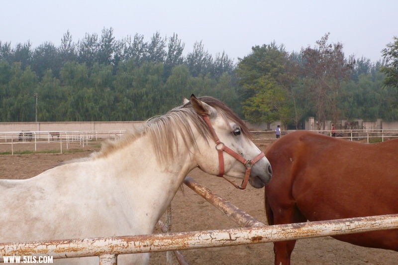 P1130413_СС.JPG