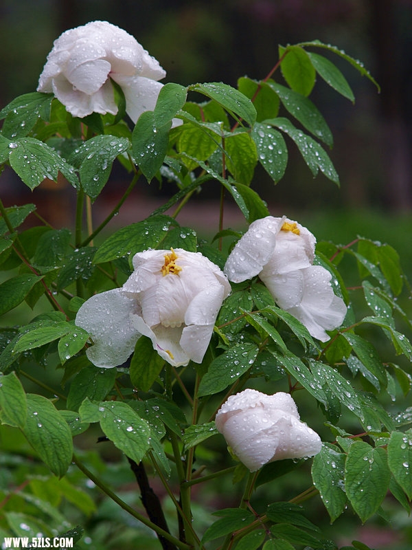 IMGP0829.jpg