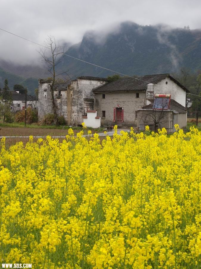 油菜
