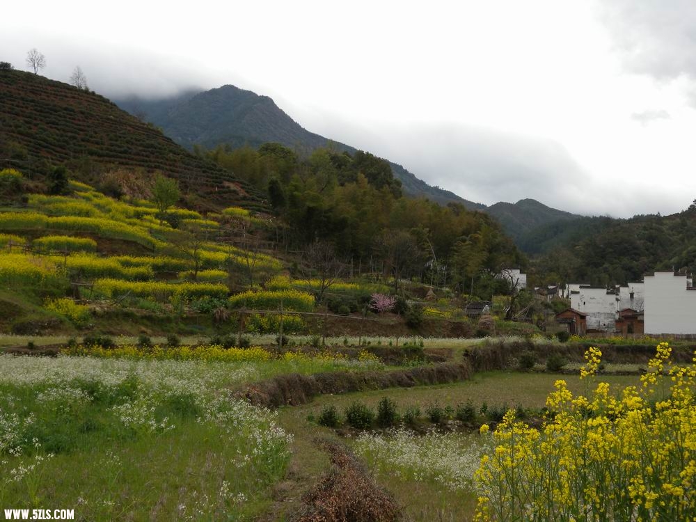 油菜