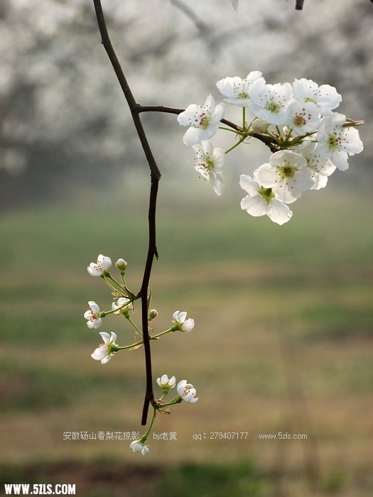 DSCF9555.JPG
