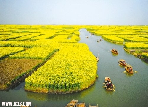 水上油菜