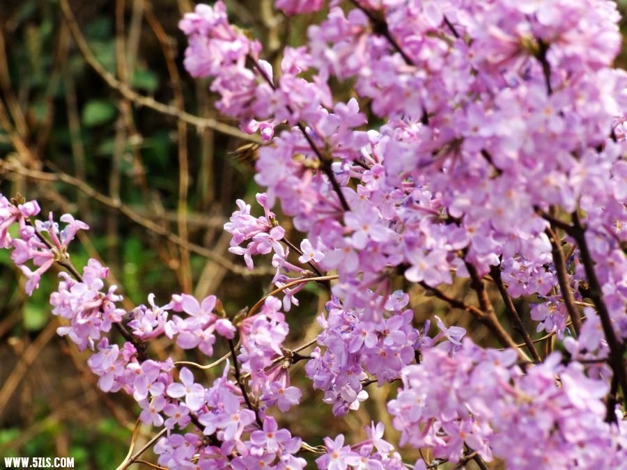 DSCF7348.JPG