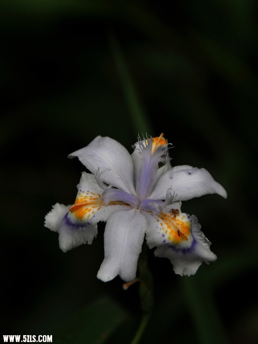 DSC_0067-1.jpg