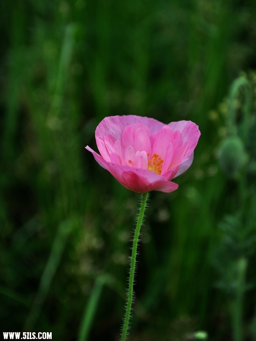 DSC_0265-1.jpg