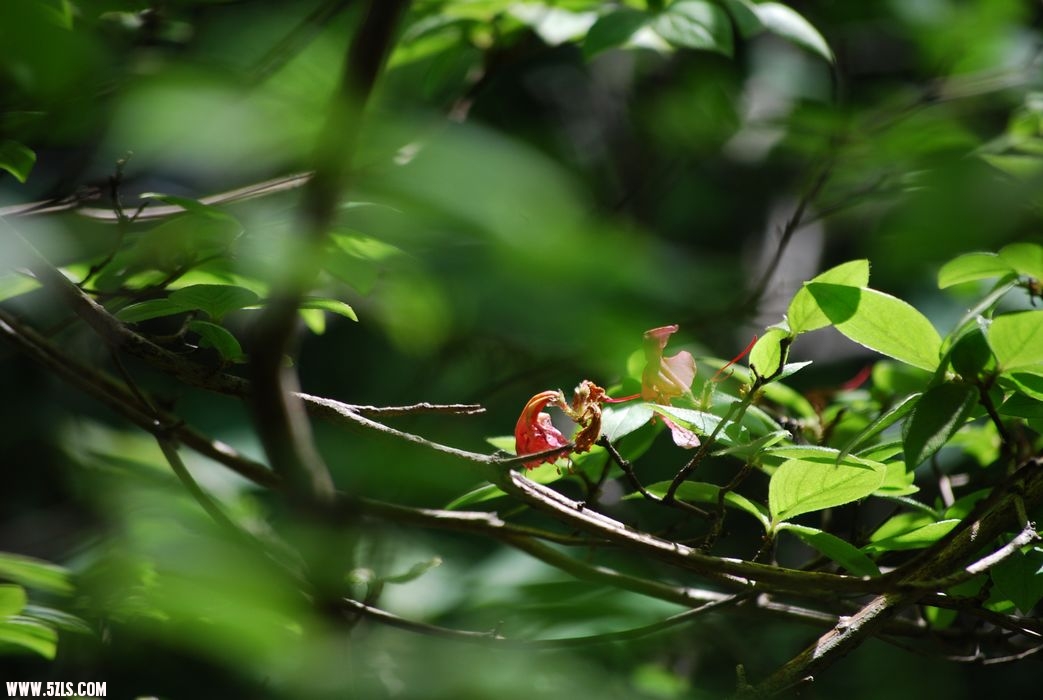 DSC_0048.JPG